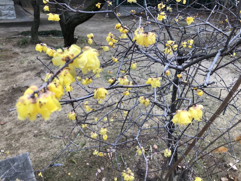 屯倉神社内の梅の花