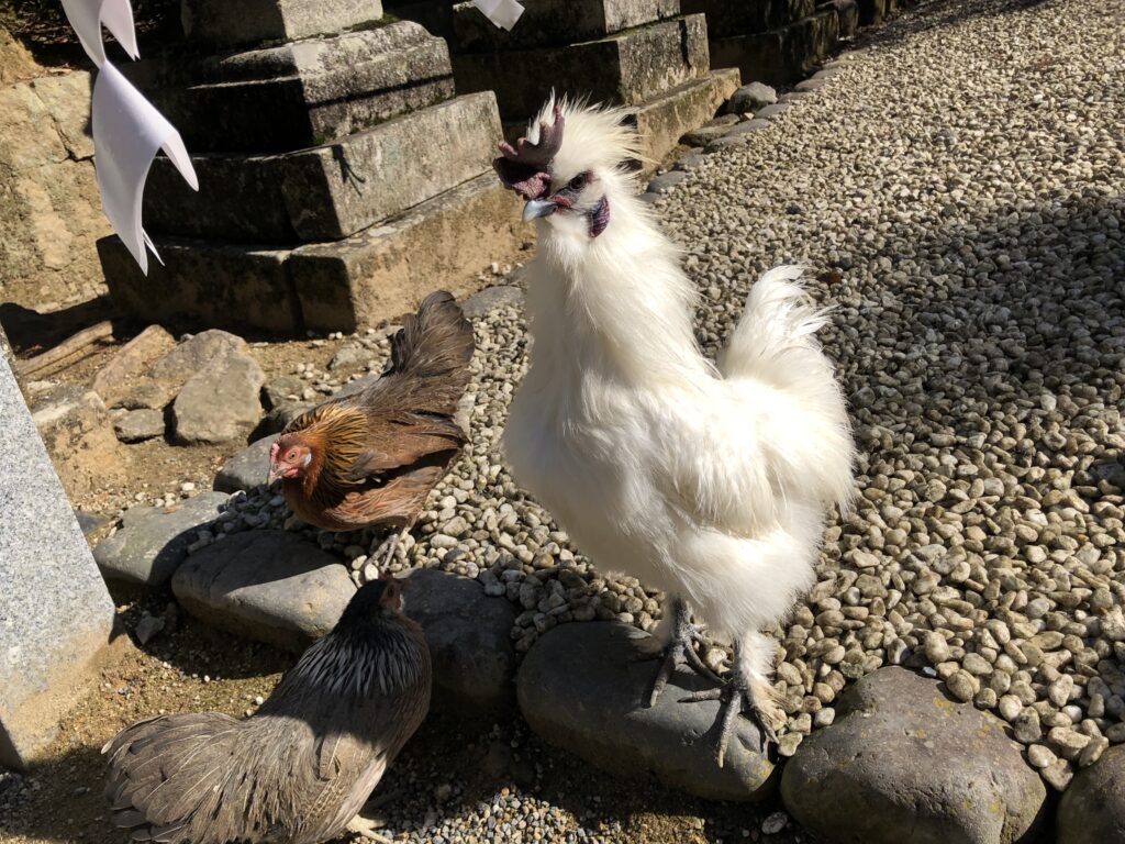 石上神宮の鶏