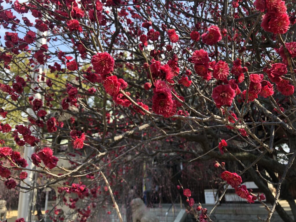 屯倉神社内の梅の花