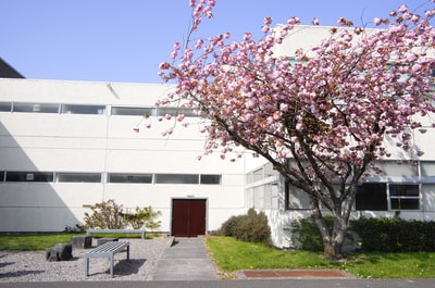 大学校内にある桜