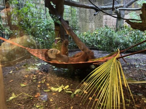 シンガポール動物園