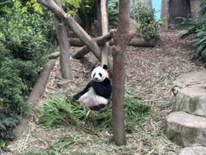 シンガポール動物園　パンダ